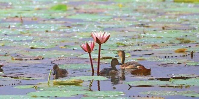 Wingedwonder Ofmuthurajawela Wetland:Birdwatching Expedition - Exploring the Muthurajawela Wetland