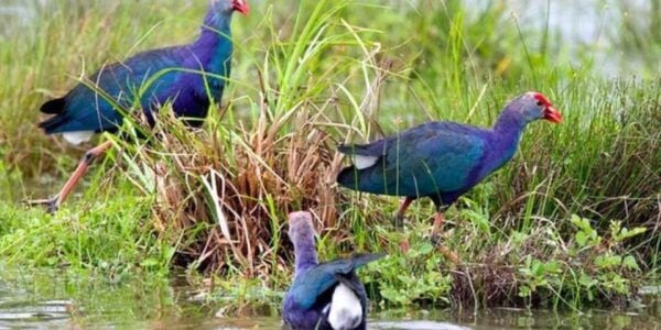 Wingedwonder Ofmuthurajawela Wetland:Birdwatching Expedition - The Sum Up