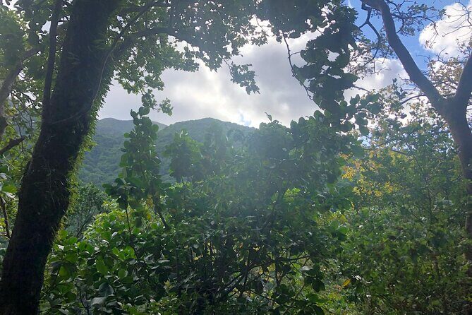 Wingfield Rainforest Hike St Kitts and Romney Manor Adventure - The Wingfield Rainforest Hike St Kitts and Romney Manor Adventure: An Authentic Nature and Culture Escape
