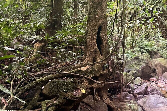 Wingfield Rainforest Hike St Kitts and Romney Manor Adventure - Who Would Love This Tour?