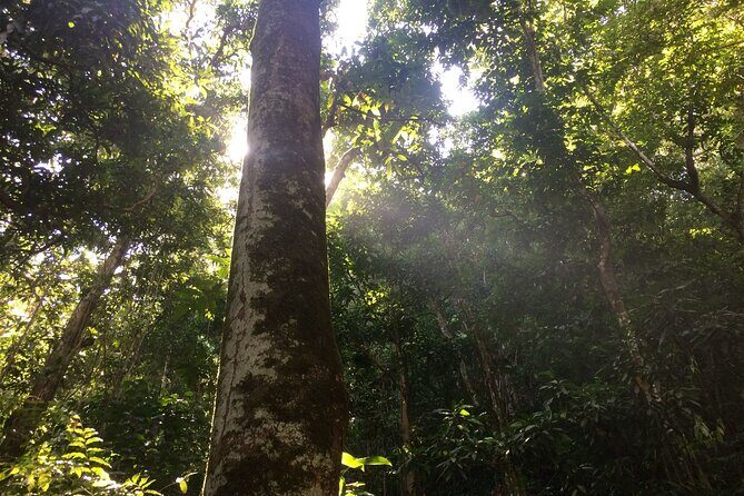 Wingfield Rainforest Hike St Kitts and Romney Manor Adventure - FAQs