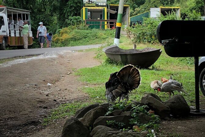 Wingfield Rainforest Hike St Kitts and Romney Manor Adventure - Final Thoughts