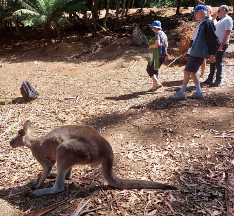 Wings Wildlife Park Burnie Shore Excursion - Good To Know
