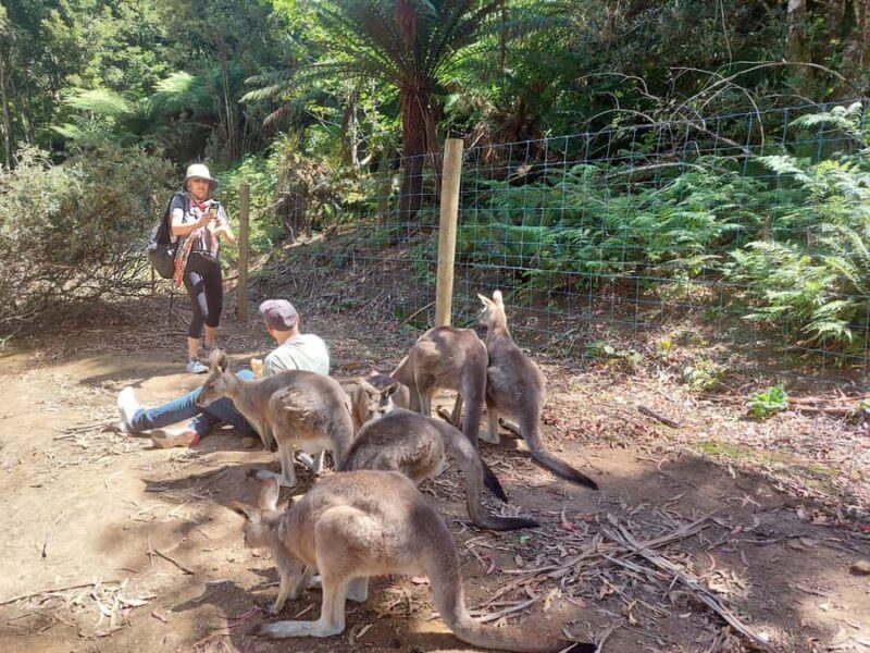 Wings Wildlife Park Burnie Shore Excursion - The Sum Up