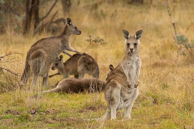 Wings & Wilds of Canberra: Tidbinbilla Half-Day Private Tour - Tour Overview