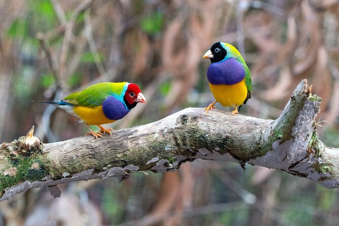 Wings & Wilds of Canberra: Tidbinbilla Half-Day Private Tour - Private Tour Details