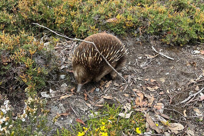 Winter Escape to Tassie - FAQ
