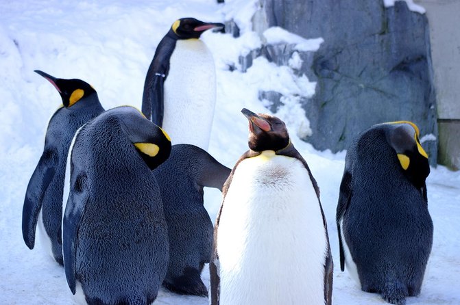 Winter in Hokkaido! Visit Asahiyama Zoo, the Frozen Ice Sea and Sunset Cruise - Captivating Beauty of the Frozen Ice Sea