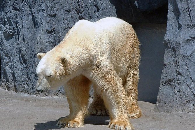 Winter in Hokkaido! Visit Asahiyama Zoo, the Frozen Ice Sea and Sunset Cruise - Common Questions