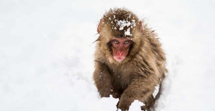 Winter Only From Nozawa Onsen: Snow Monkeys, Zenko-ji & Sake - Itinerary Highlights
