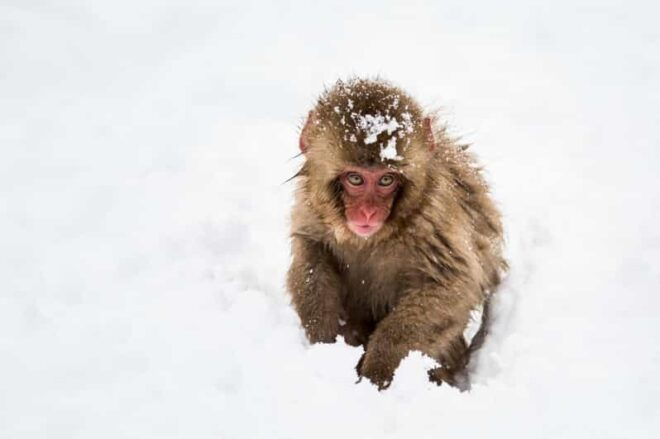 Winter Only From Nozawa Onsen: Snow Monkeys, Zenko-ji & Sake - Snow Monkey Park Experience
