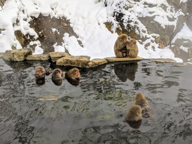 Winter Only From Nozawa Onsen: Snow Monkeys, Zenko-ji & Sake - Local Cuisine and Lunch