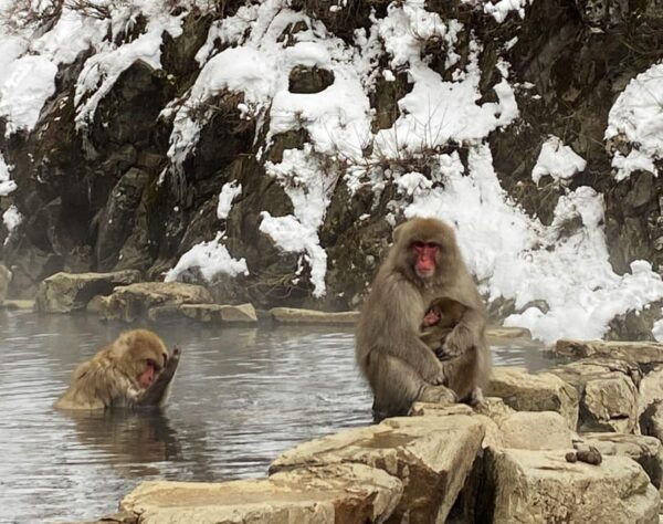Winter Only From Nozawa Onsen: Snow Monkeys, Zenko-ji & Sake - Frequently Asked Questions