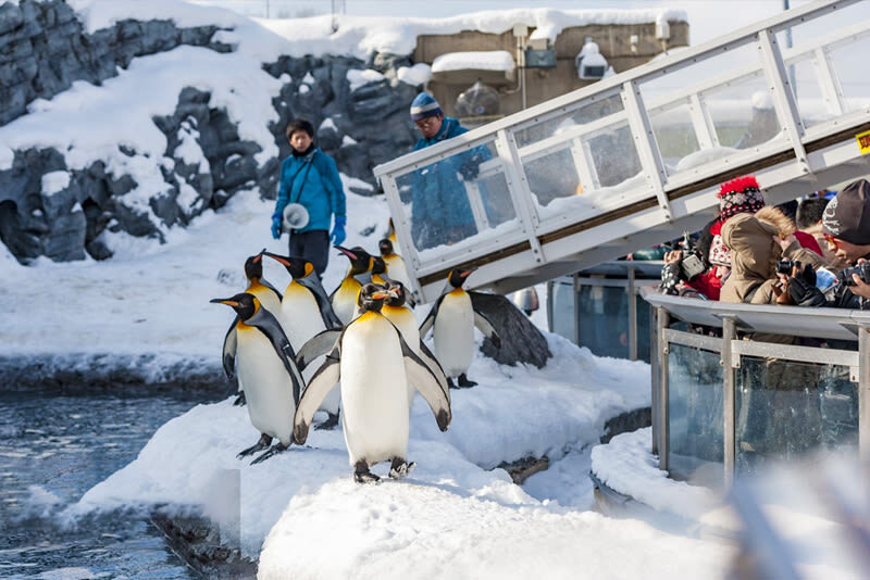 Winter Small Group Tour: Asahiyama Zoo & Biei Christmas Tree & Shirogane Blue Pond & Ningle Terrace Day Trip | Optional Hotel Pickup - Leaving Sapporo before the day gets away