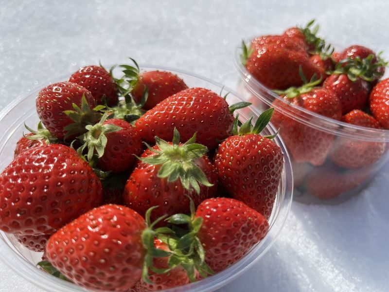 Winter Strawberry Picking and Tasting Experience (Near Sapporo) - Five useful things to know before you go