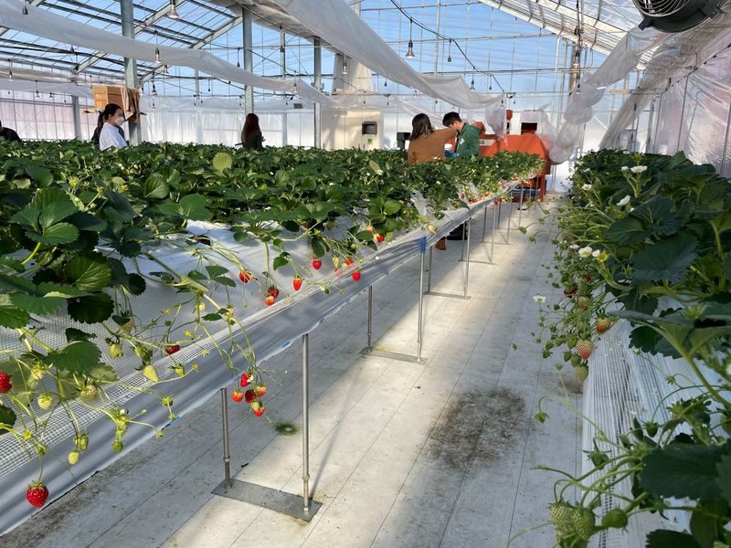 Winter Strawberry Picking and Tasting Experience (Near Sapporo) - Winter berries make this a different kind of Hokkaido outing