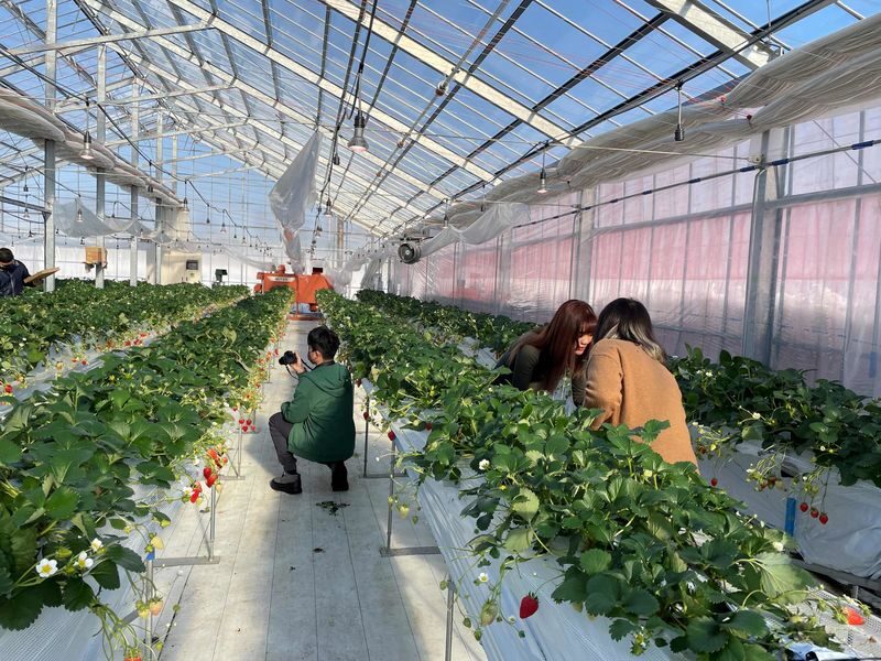 Winter Strawberry Picking and Tasting Experience (Near Sapporo) - The picking session: four kinds of berry, one fixed window