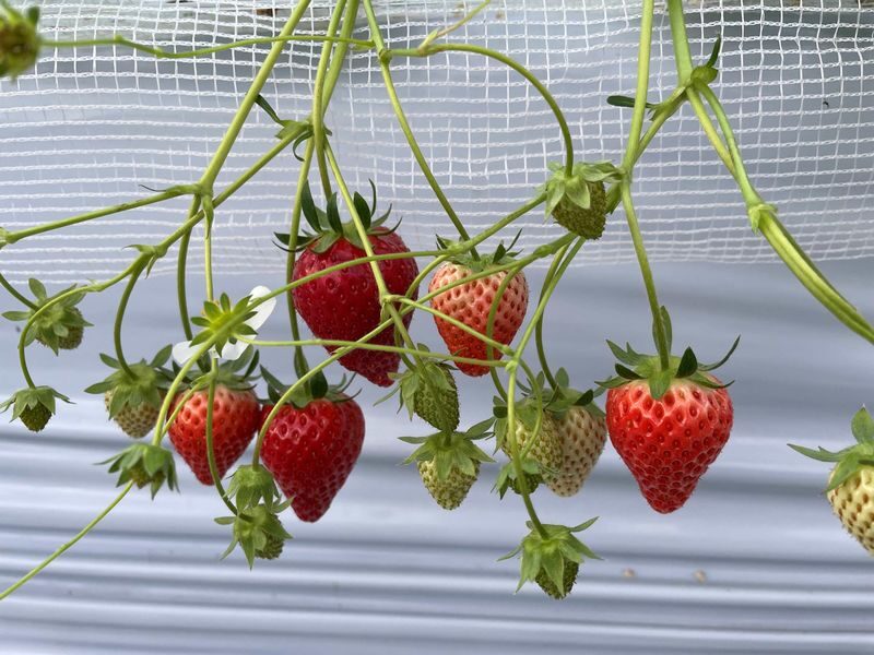Winter Strawberry Picking and Tasting Experience (Near Sapporo) - What the schedule means for your day