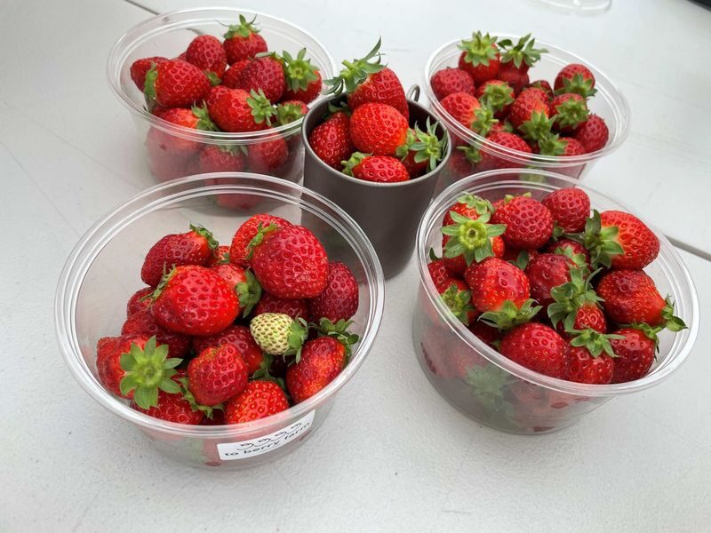 Winter Strawberry Picking and Tasting Experience (Near Sapporo) - Is the price good value?