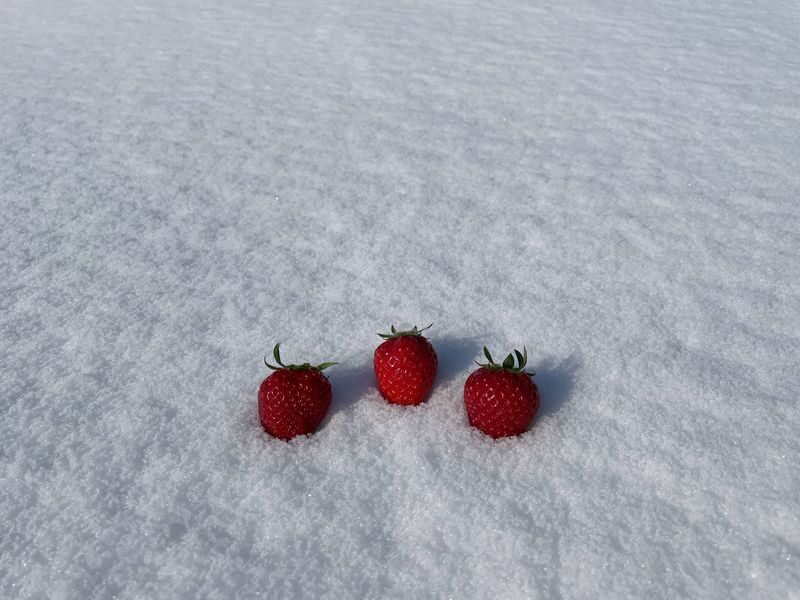 Winter Strawberry Picking and Tasting Experience (Near Sapporo) - Who will enjoy this farm visit most?