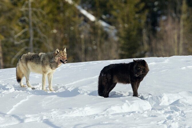 Winter Wildlife Safari in Yellowstone National Park - Final Thoughts