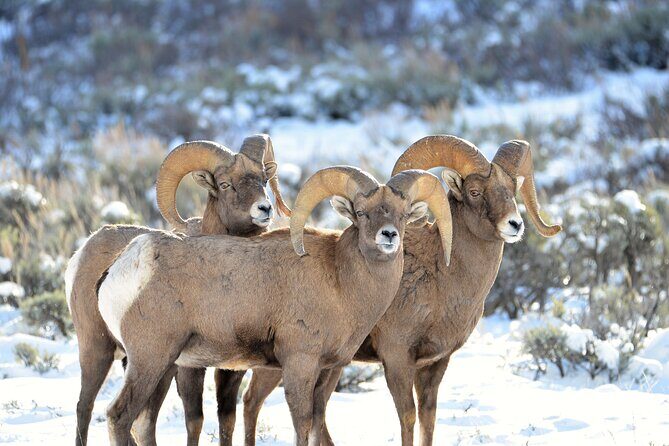 Winter Wildlife Safari in Yellowstone National Park - FAQ
