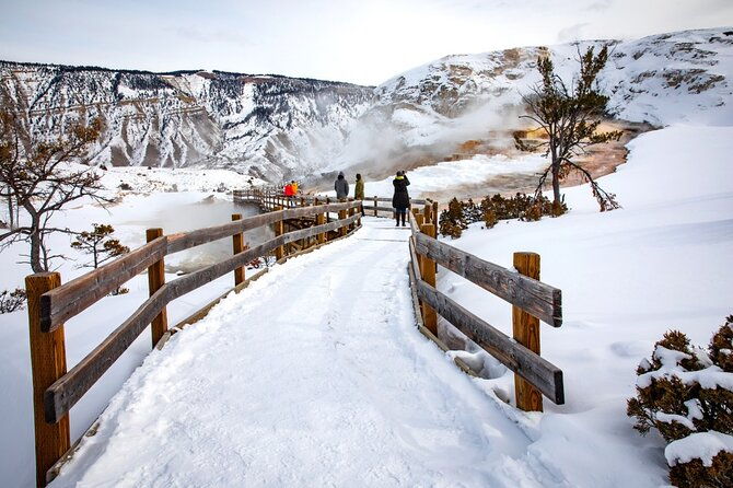Winter Wildlife Safari in Yellowstone National Park - Discovering Yellowstone on a Winter Safari: An In-Depth Look