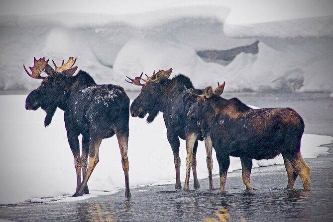 Winter Wildlife Safari in Yellowstone National Park - FAQs