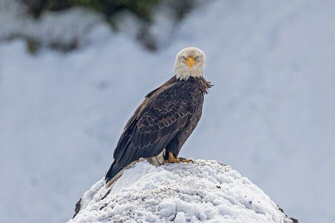 Winter Wildlife Safari: Lamar Valley | Gardiner | PRIVATE + Lunch - Good To Know