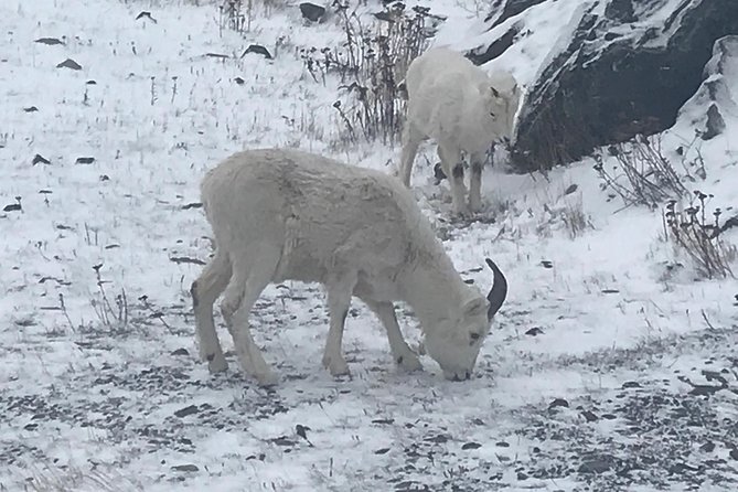 Winter - Wildlife & Turnagain Arm Tour - Traveler Photos and Reviews