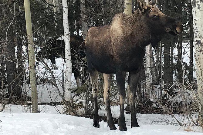 Winter - Wildlife & Turnagain Arm Tour - The Sum Up