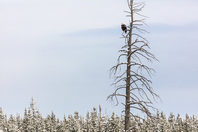 Winter Wildlife Watching Private Tour - Frequently Asked Questions