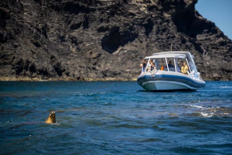 Wirrina Cove: Coastal Sightseeing Boat Tour with Seal Colony - FAQs