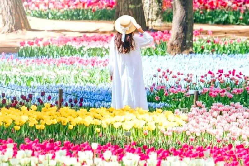 Wisteria Season Limited: Day Trip from Tokyo: Hitachi Seaside Park + Kamisuso Torii Gate + Ashikaga Flower Park - Three very different spring sights in one day