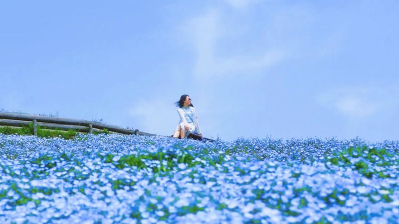 Wisteria Season Limited: Day Trip from Tokyo: Hitachi Seaside Park + Kamisuso Torii Gate + Ashikaga Flower Park - Hitachi Seaside Park: wide paths and a blue spring hill