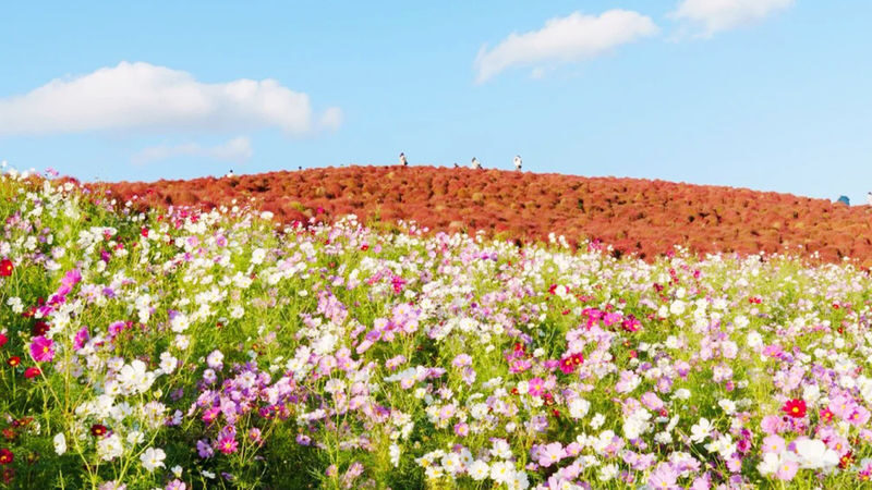 Wisteria Season Limited: Day Trip from Tokyo: Hitachi Seaside Park + Kamisuso Torii Gate + Ashikaga Flower Park - Ashikaga Flower Park: wisteria, roses and the evening question
