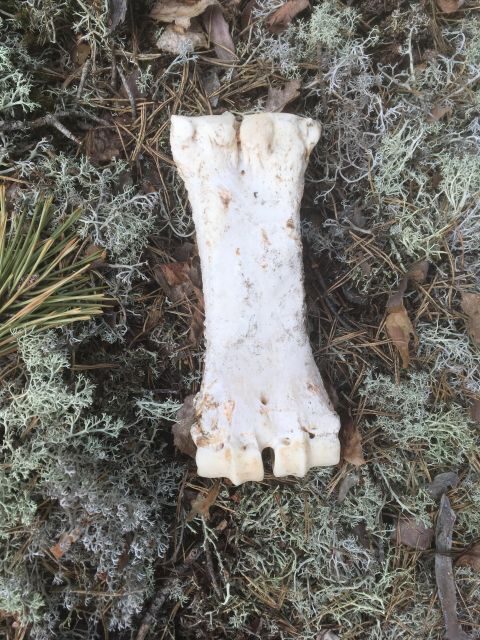 Wolf and Wildlife Tracking in Sweden - Good To Know