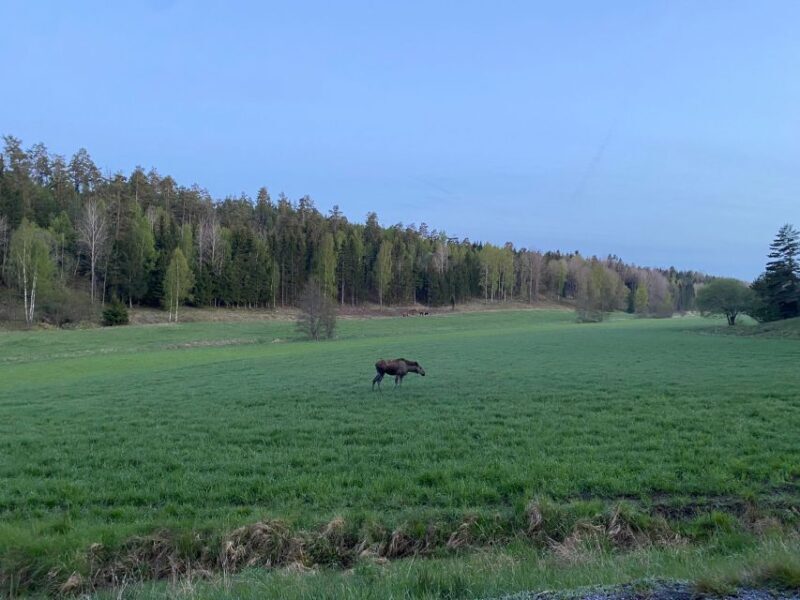 Wolf and Wildlife Tracking in Sweden - What Makes This Tour Stand Out