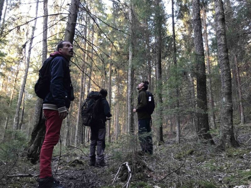 Wolf and Wildlife Tracking in Sweden - Value and Pricing