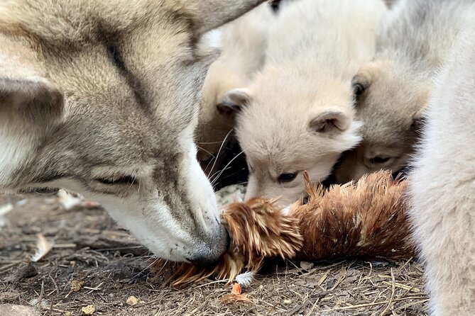 Wolfdog Farm Visit in the Arctic Wilderness  - Rovaniemi - Overview of the Experience