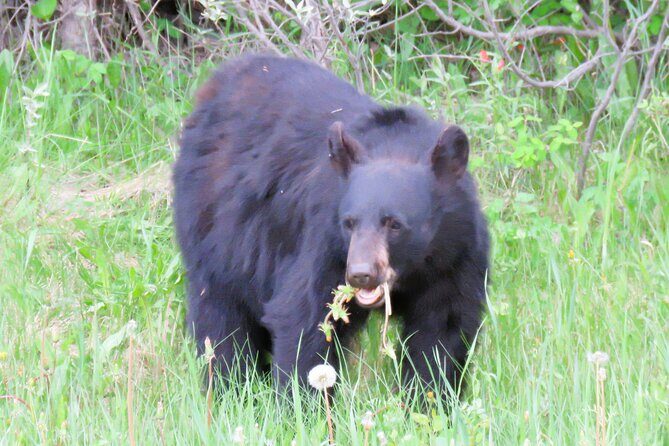 Wolfdog Sanctuary and Banff Day Trip - The Journey from Calgary to Banff: What to Expect