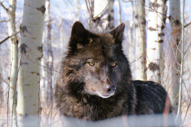 Wolfdog Sanctuary and Banff Day Trip - What Reviewers Say