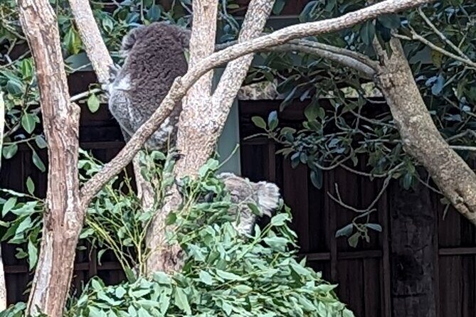 Wollongong Sightseeing Guided Day Tour - Good To Know