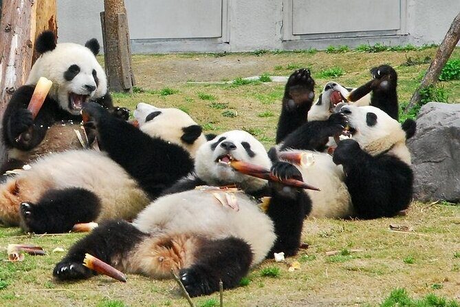 Wolong Panda Base Private Day Tour Optional Volunteering - Transportation and Practical Details