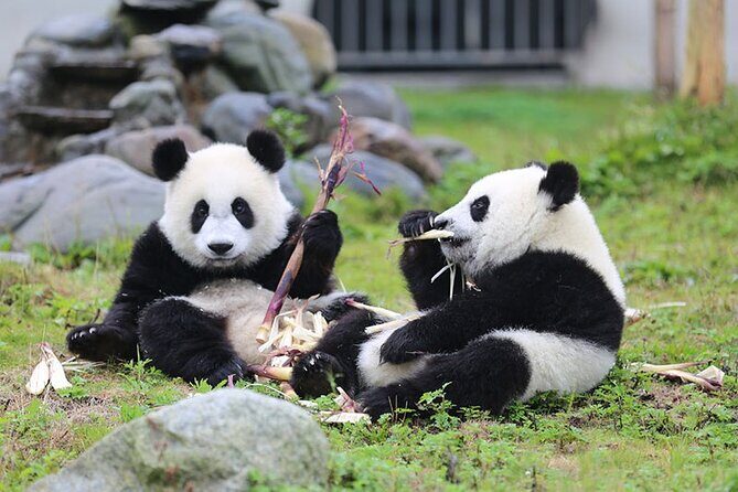 Wolong Panda Base Private Day Tour Optional Volunteering - FAQ