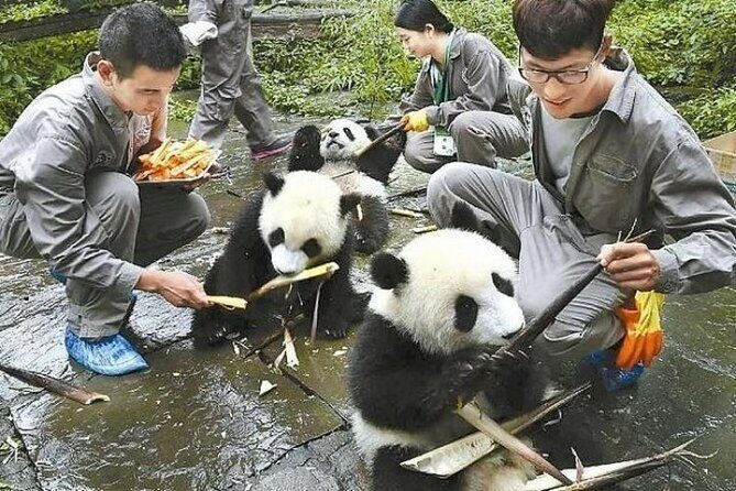 Wolong Panda Base Private Day Tour Optional Volunteering - Who Will Love This Tour?