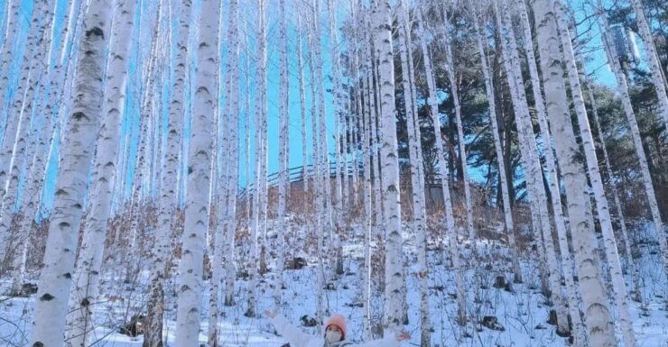 Wondae-ri Birch Forest and In-je Maebawi Icewall Day Tour - Key Points