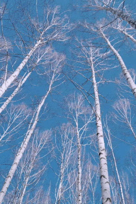 Wondae-ri Birch Forest and In-je Maebawi Icewall Day Tour - Starting Locations