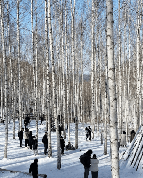 Wondae-ri Birch Forest and In-je Maebawi Icewall Day Tour - Inclusions