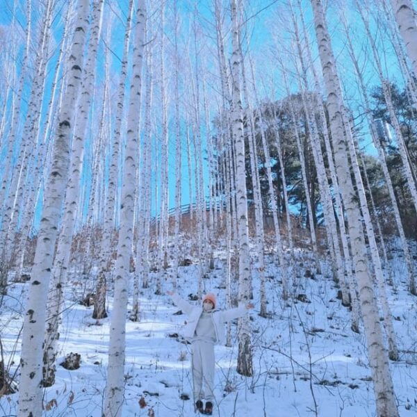 Wondae-ri Birch Forest and In-je Maebawi Icewall Day Tour - Questions You May Have